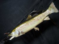 Browntrout2