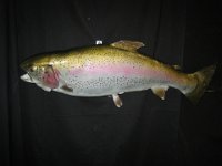 rtrout1